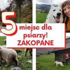 Góry Zakopane z psem: Gdzie legalnie? Szlaki i porady eksperta