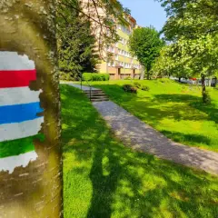 Kolorowy znak szlaku turystycznego na drzewie, ścieżka i zielony trawnik.