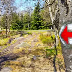 Czerwony szlak turystyczny namalowany na drzewie, prowadzący przez leśną ścieżkę.