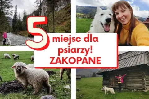 Góry Zakopane z psem: Gdzie legalnie? Szlaki i porady eksperta