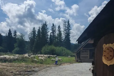 Bacówka na Polanie Biały Potok: Przewodnik po smakach i szlakach
