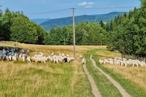 Hala Barankowa z dziećmi? Odkryj sekrety bacówki i oscypków!